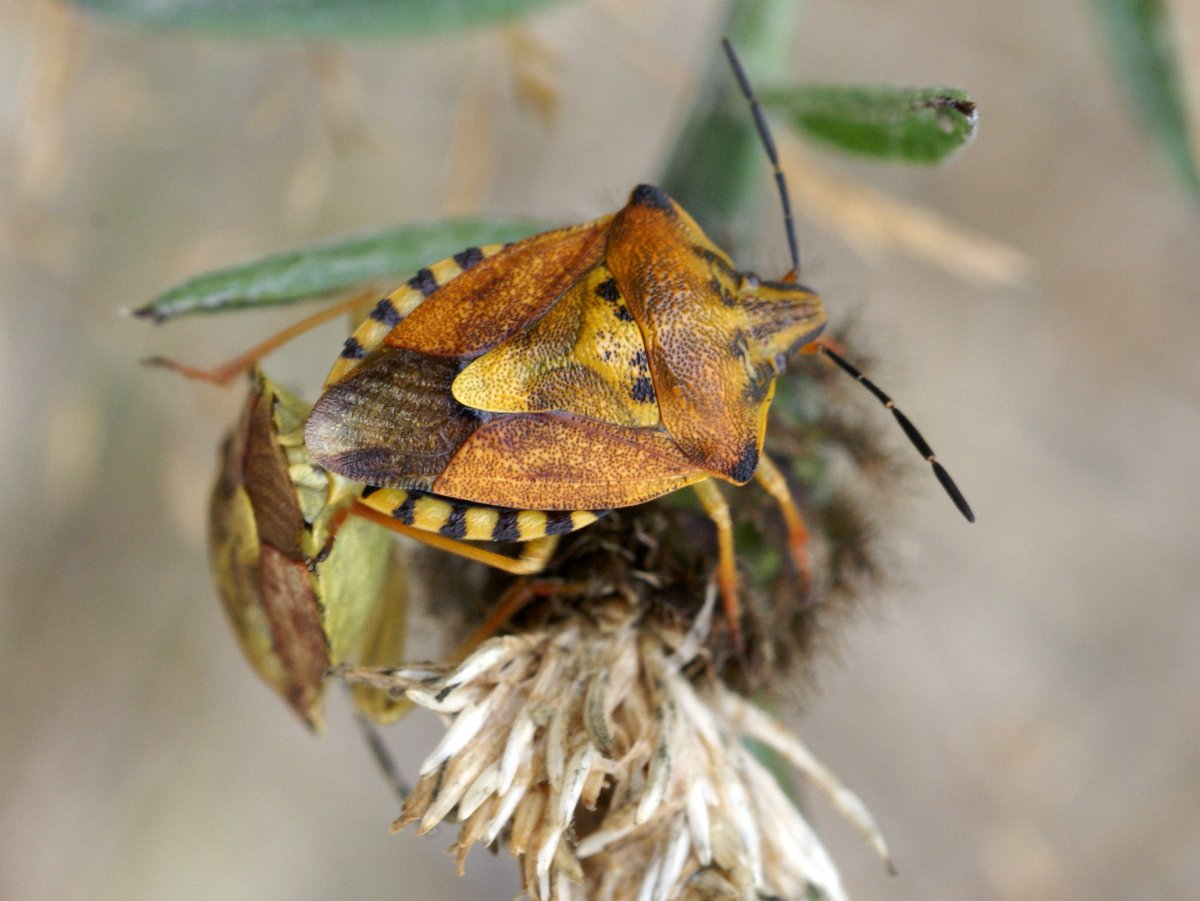 Щитник древесный коричневый
