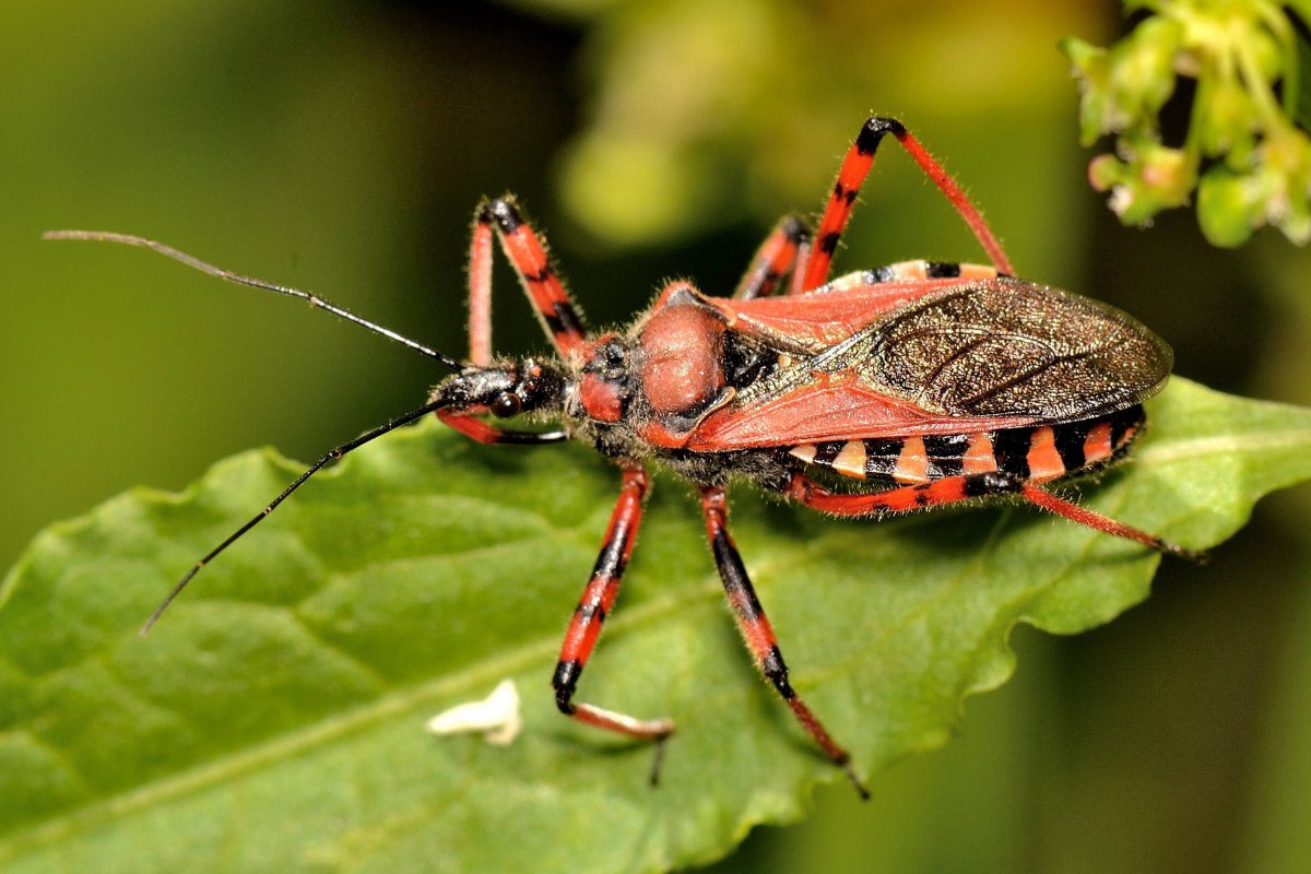 Клоп хищнец насекомое