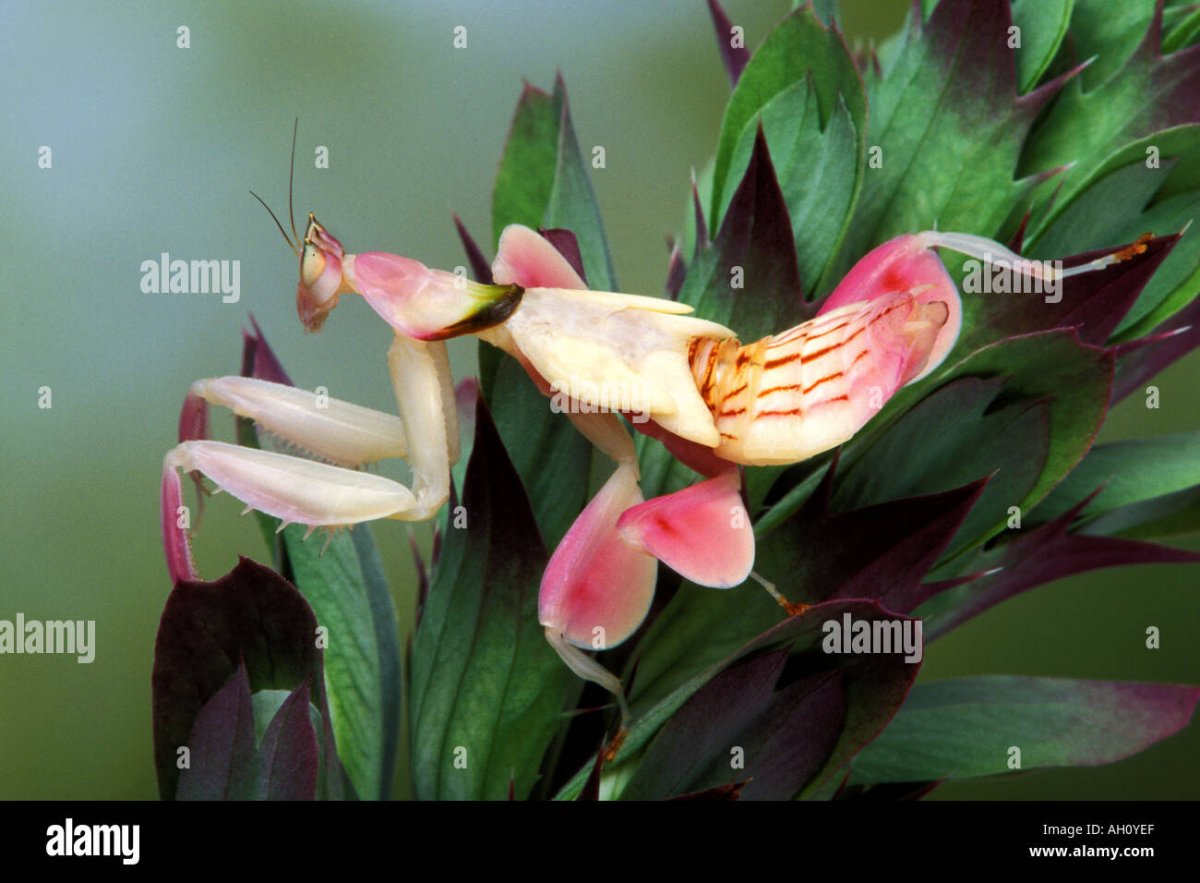 Орхидейный богомол