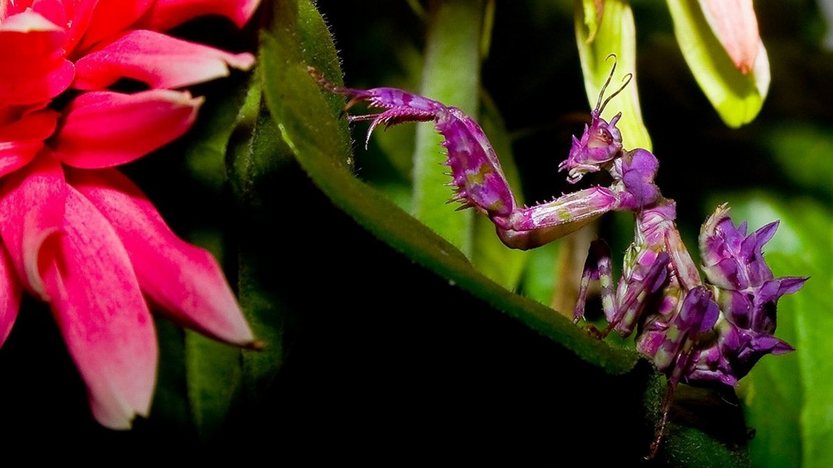 ШИПАСТЫЙ орхидейный богомол