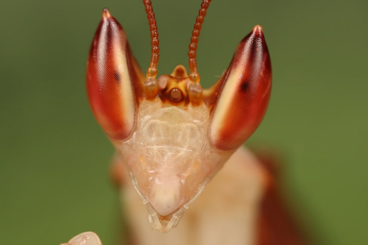 Орхидейный богомол