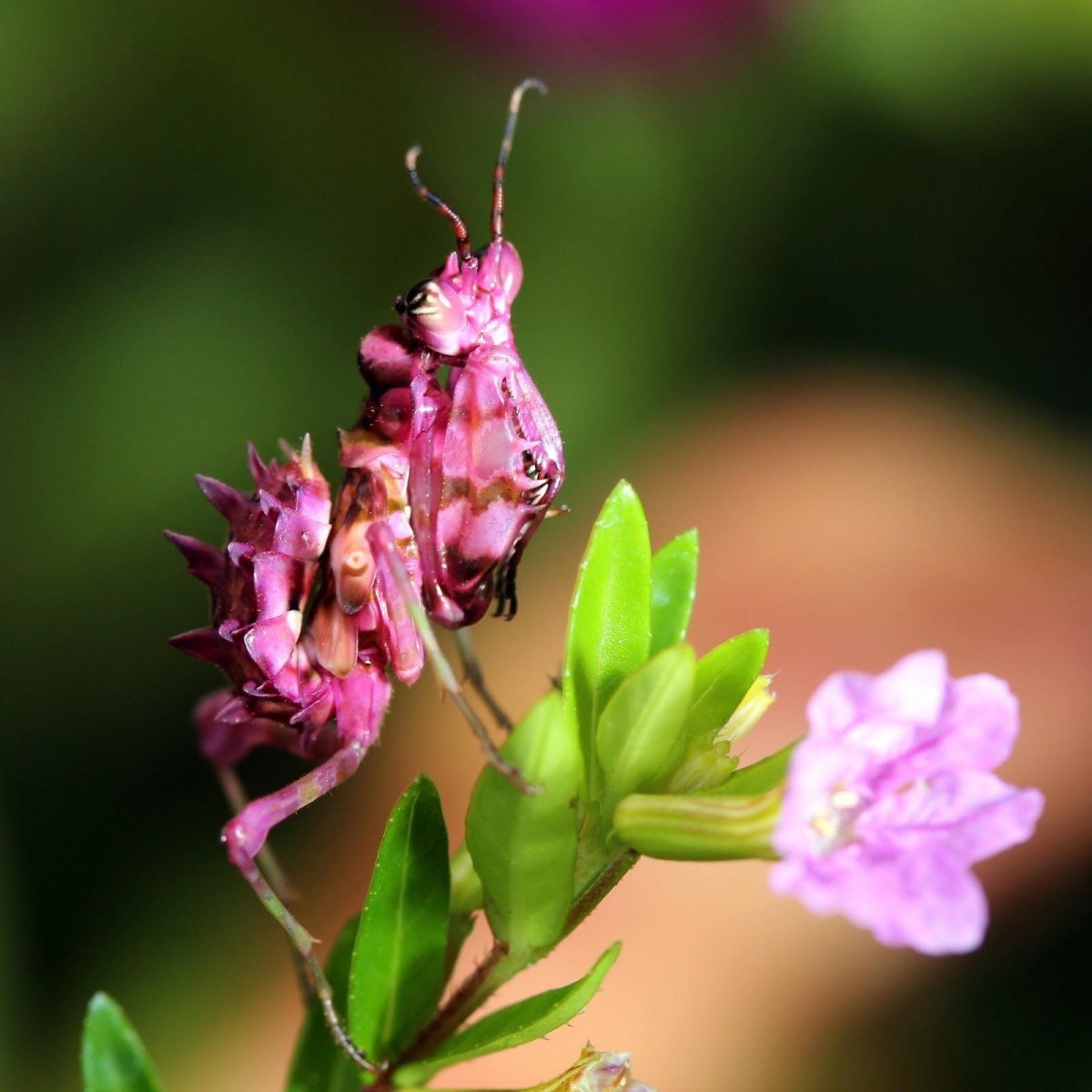 Spiny Flower Mantis