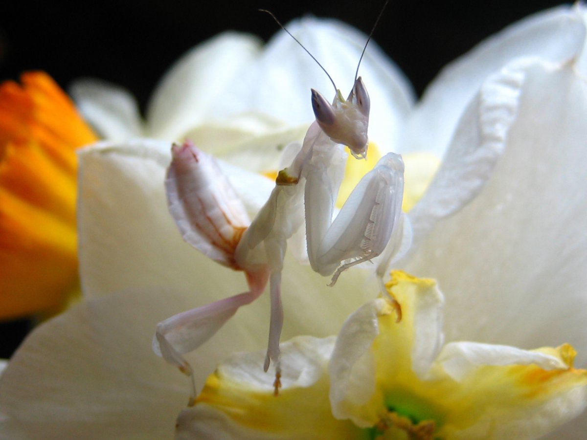 Орхидейный богомол