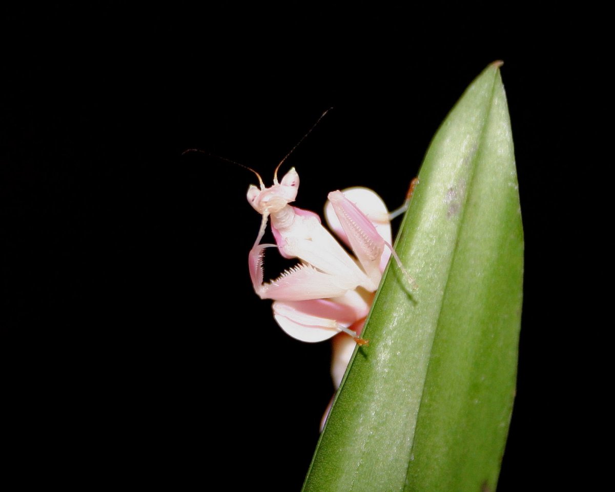 Орхидейный богомол