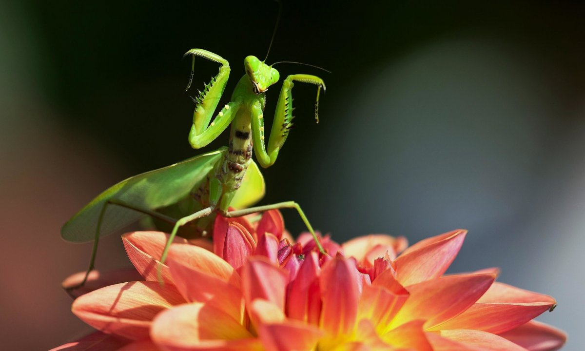 Цветочный богомол индийский самка
