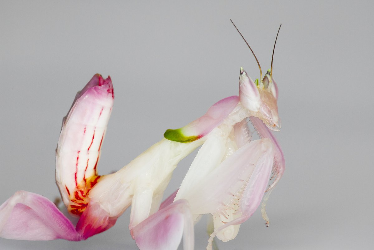 Орхидейный богомол (Hymenopus coronatus)