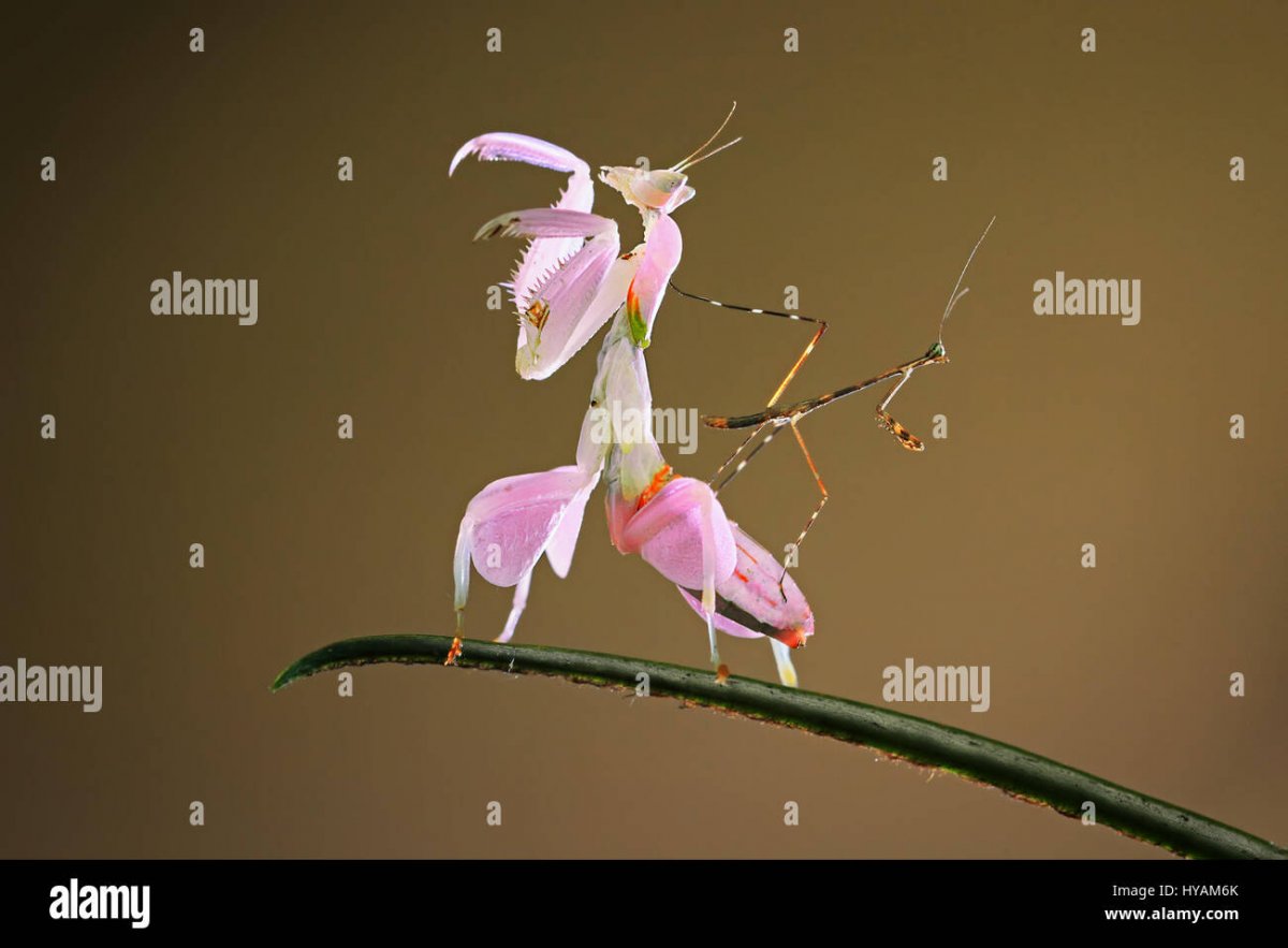 Богомол орхидейный Крылья