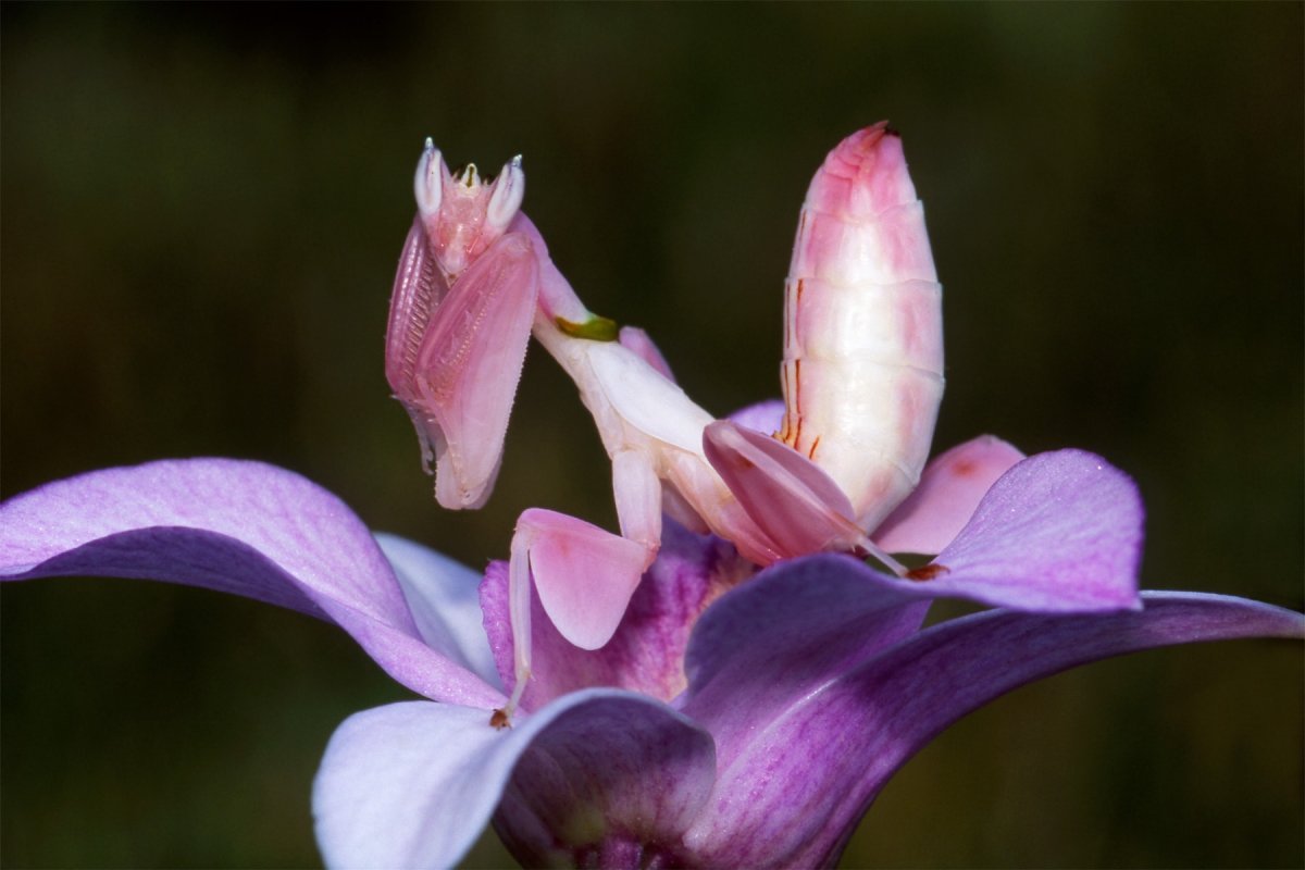 Богомол Hymenopus coronatus