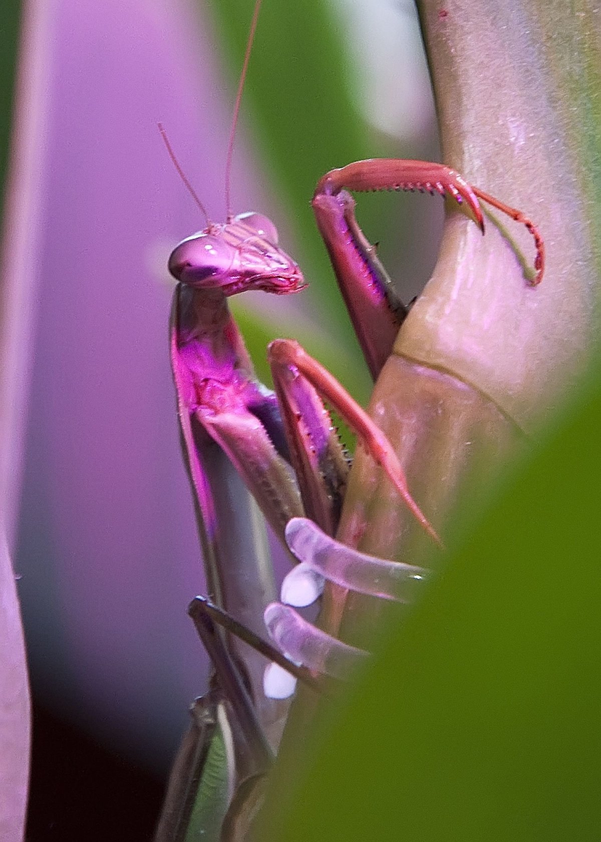 Орхидейный палочник