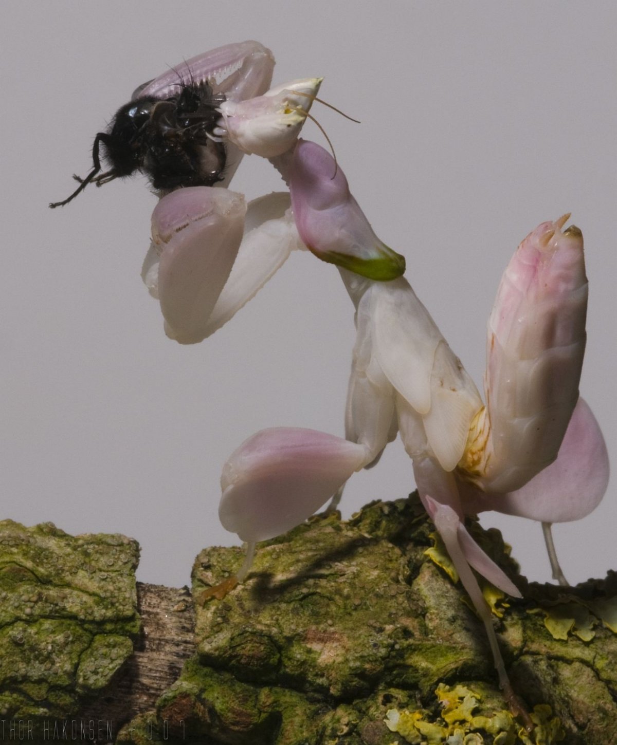 Орхидейный богомол самец