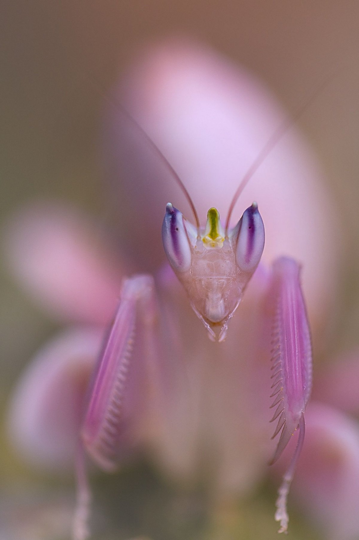Розовый орхидейный богомол