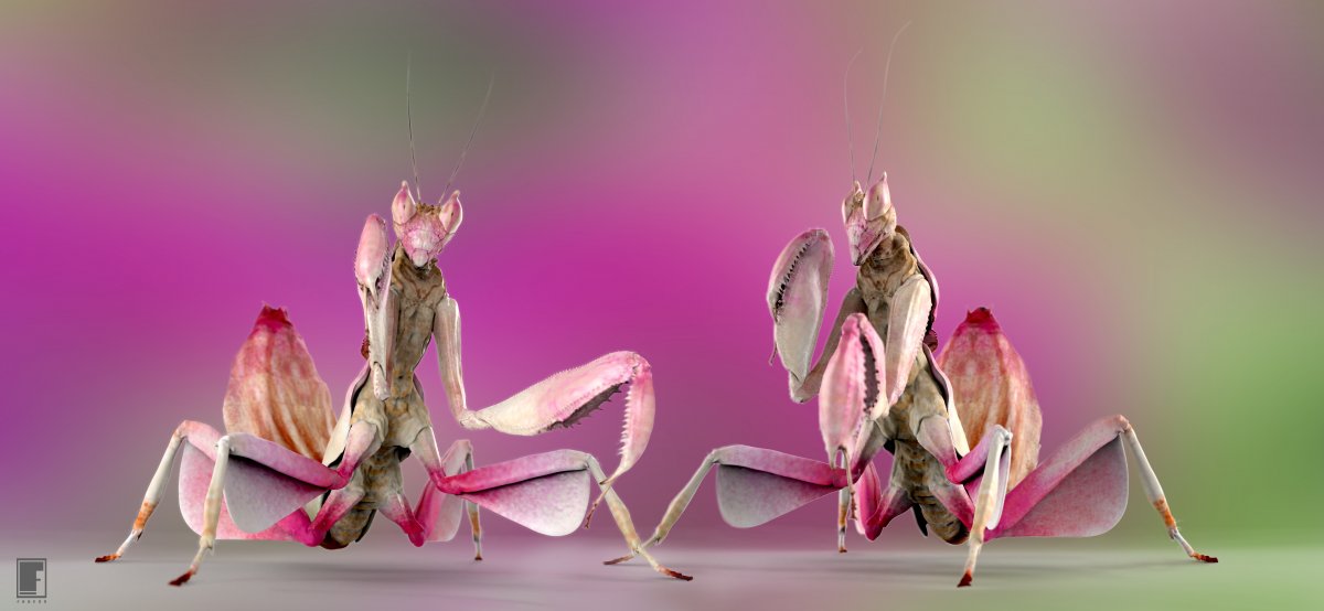 Орхидейный богомол Мимикрия