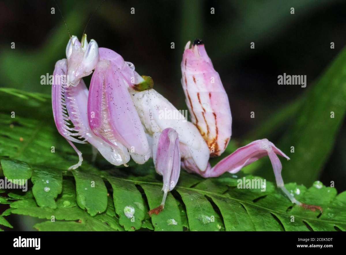 Богомол Hymenopus coronatus