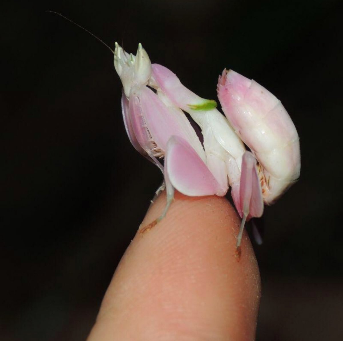 Богомол Hymenopus coronatus