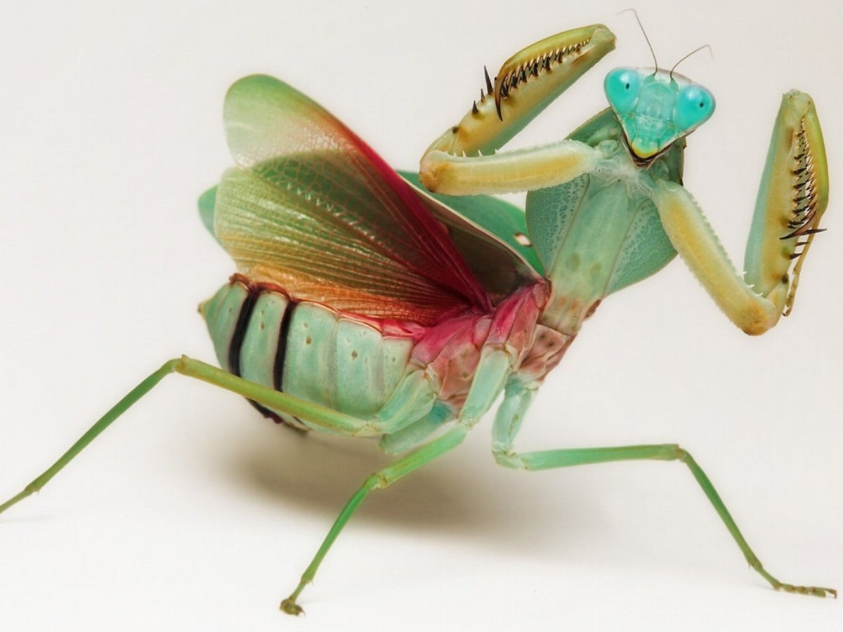 Орхидейный богомол