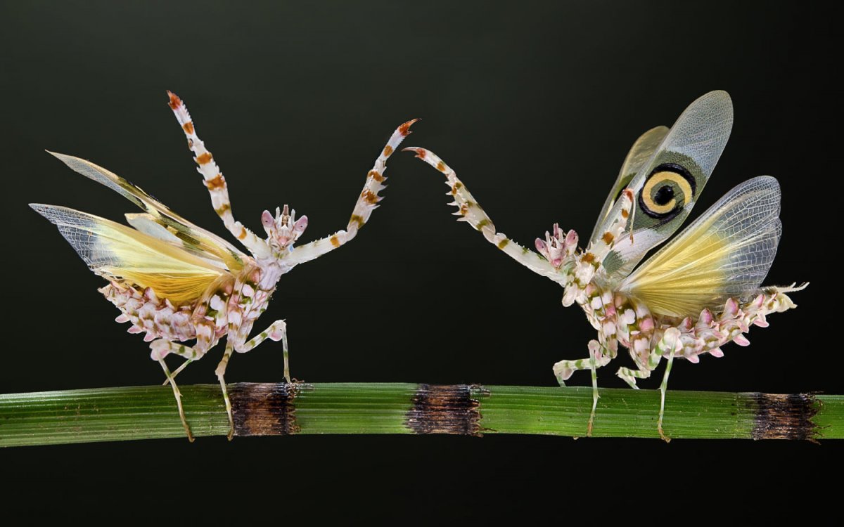 ШИПАСТЫЙ богомол