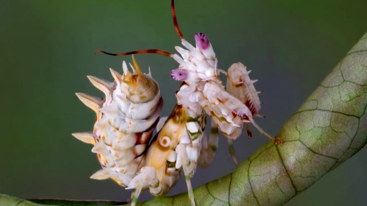 Pseudocreobotra wahlbergii