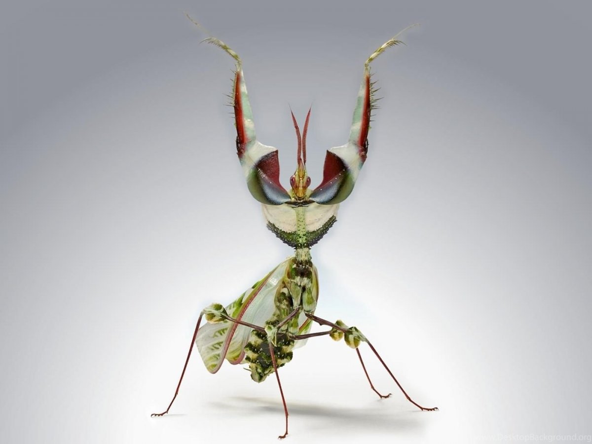 Богомол насекомое цветок дьявола