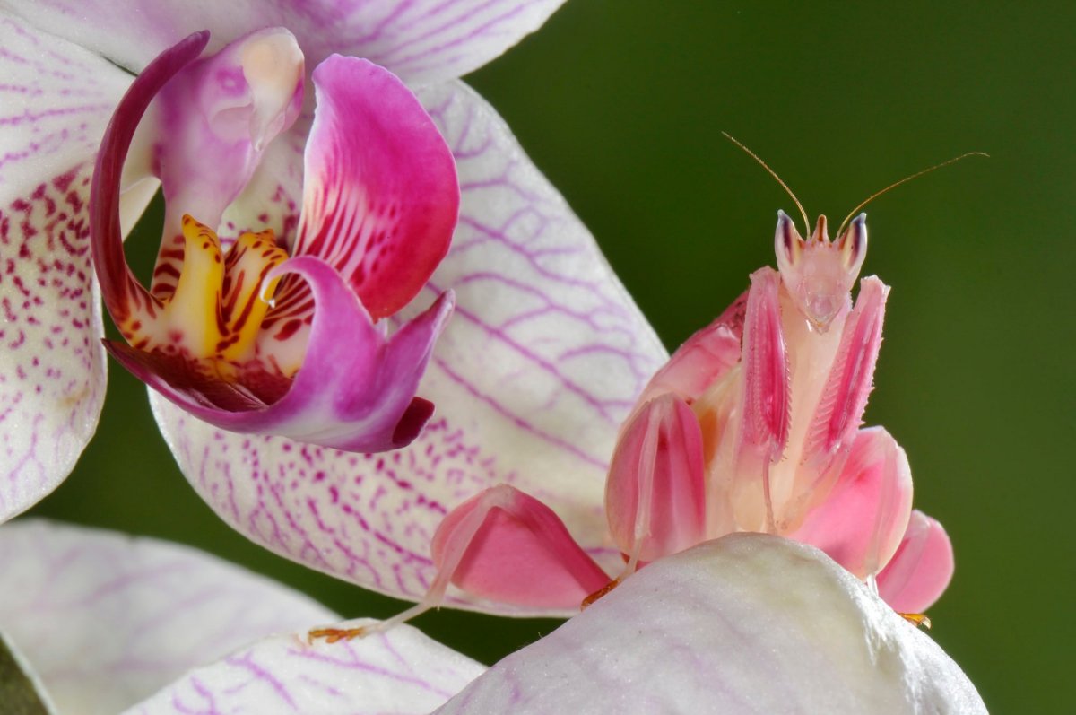 Orchid Mantis Camouflage