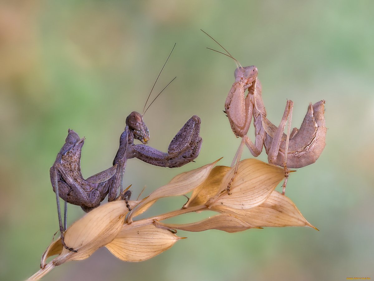 Брачный танец Богомолов