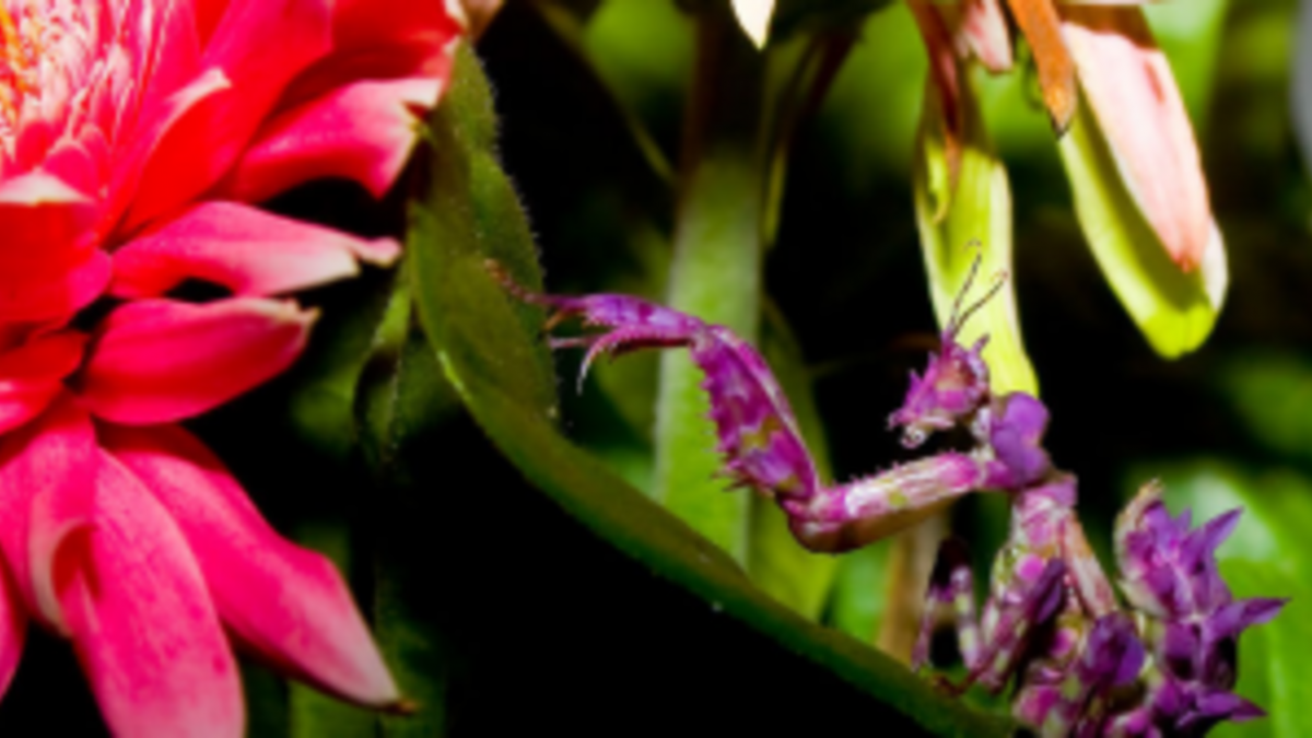 Богомол Green Flowers