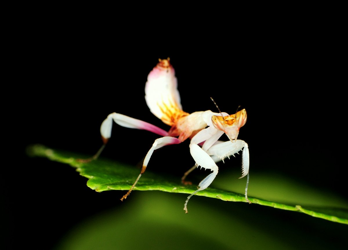 Красивый богомол