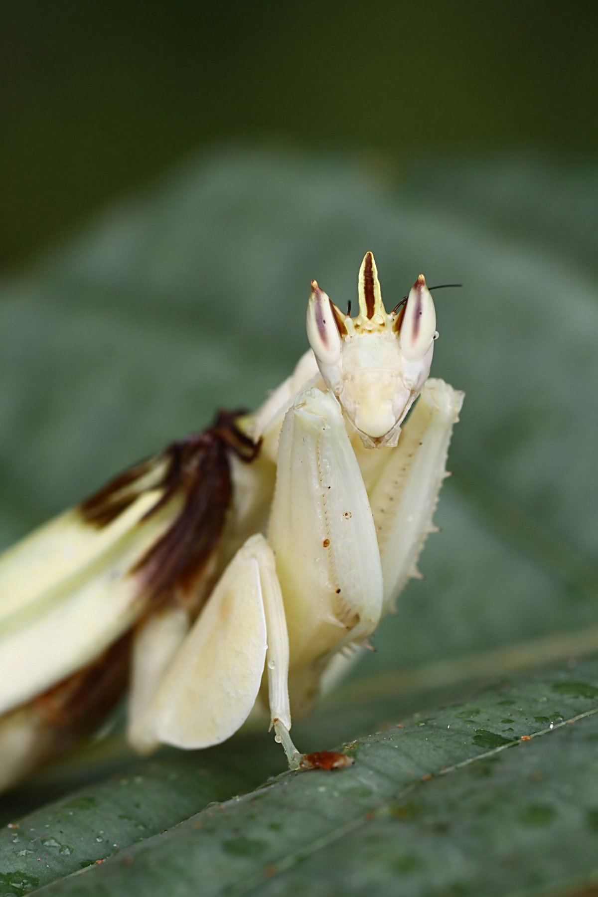 Богомол орхидейный белый