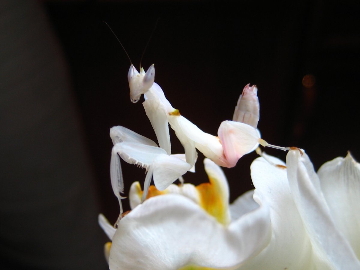 Орхидейный богомол