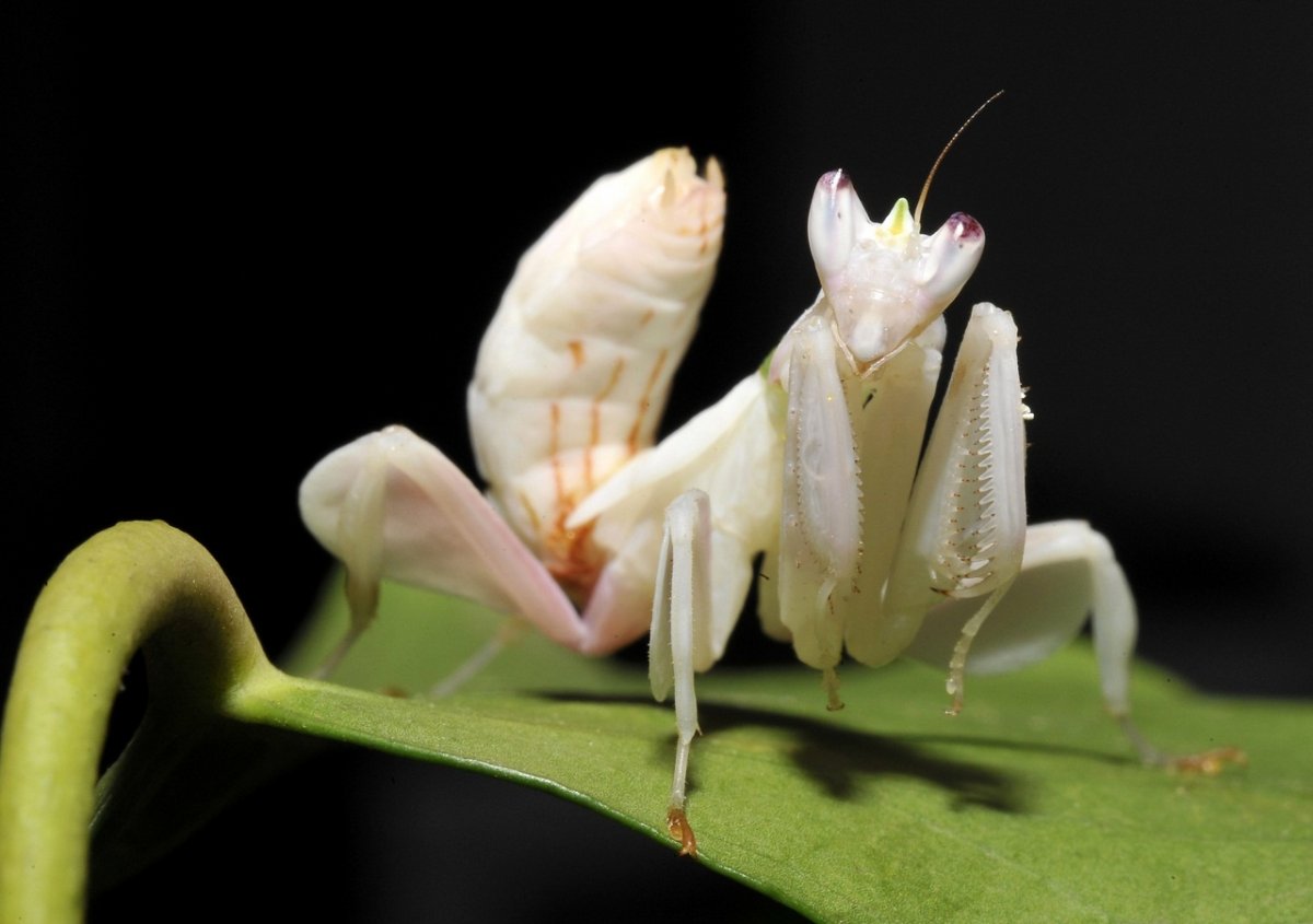 Орхидейный богомол