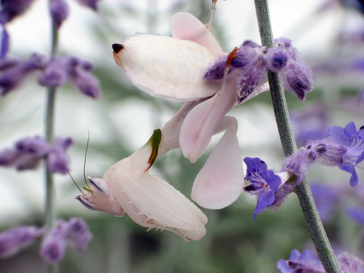 Богомол Pseudocreobotra wahlbergi