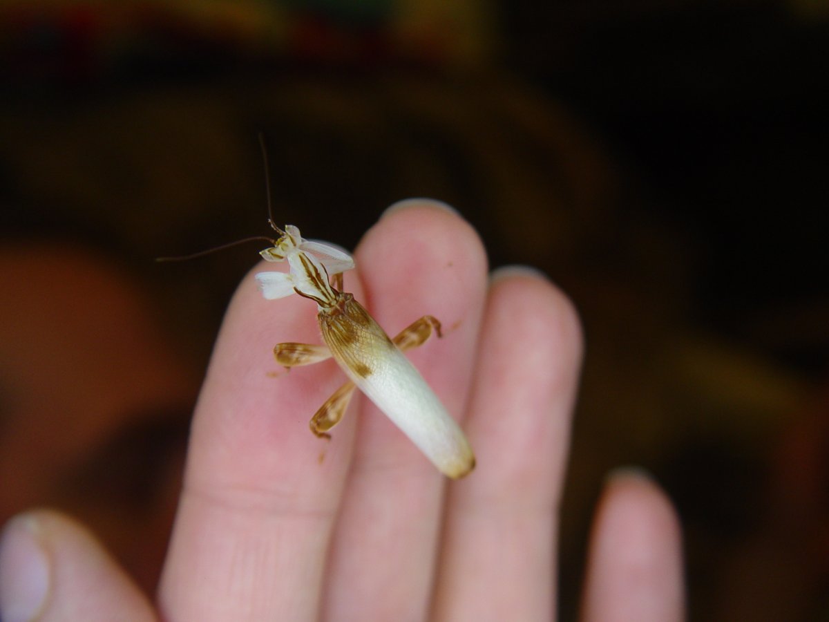 Орхидейный богомол голубой