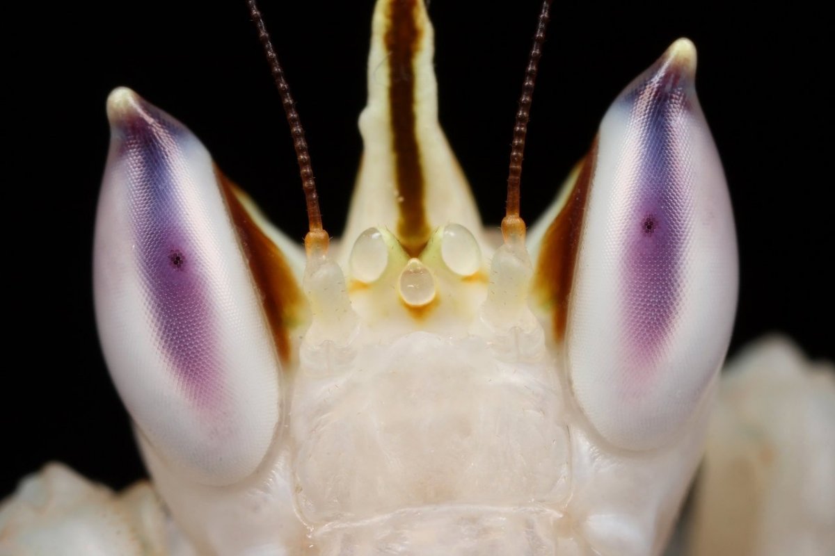 Гетерохета Восточная богомол