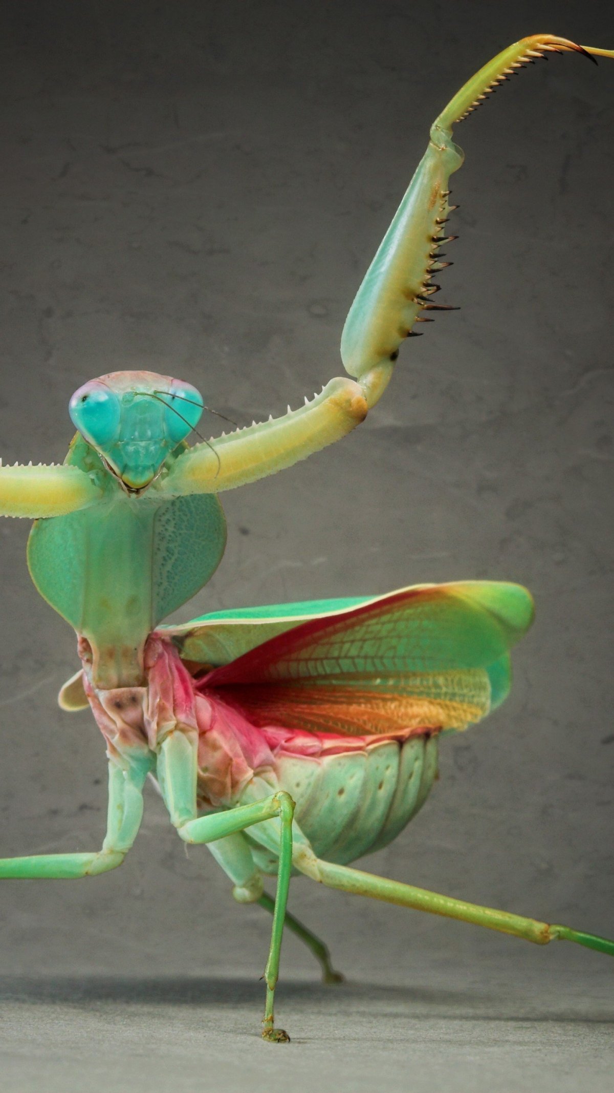 Малазийский богомол-Щитоносец