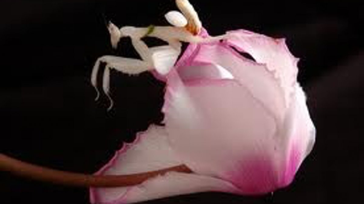 Орхидейный богомол на руке