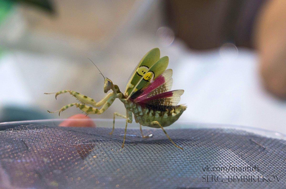 Орхидейный богомол