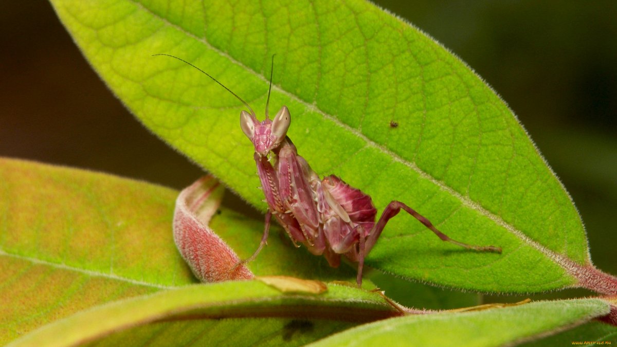 Схватка Богомолов богомола