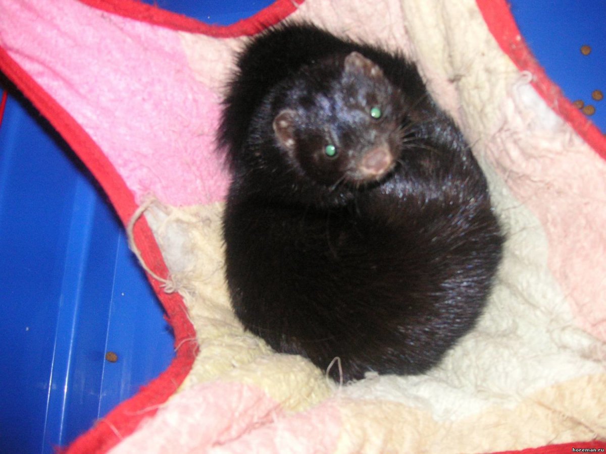 Бывает ли чёрная норка