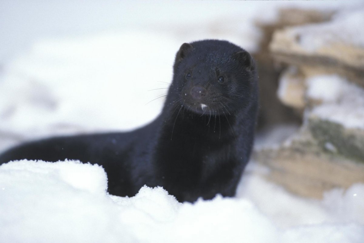 Норка фото зверька