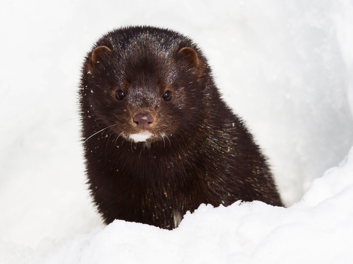 Американская норка вселенец
