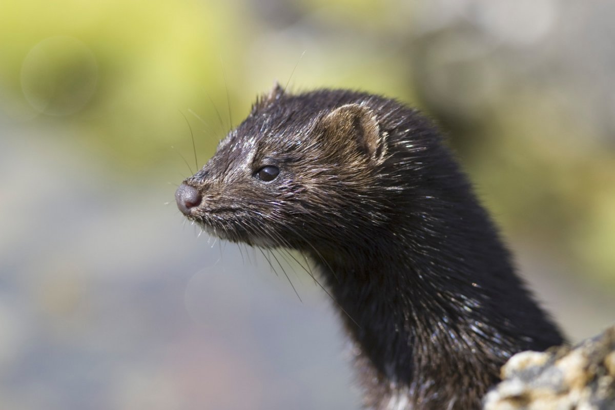 Норка отряд