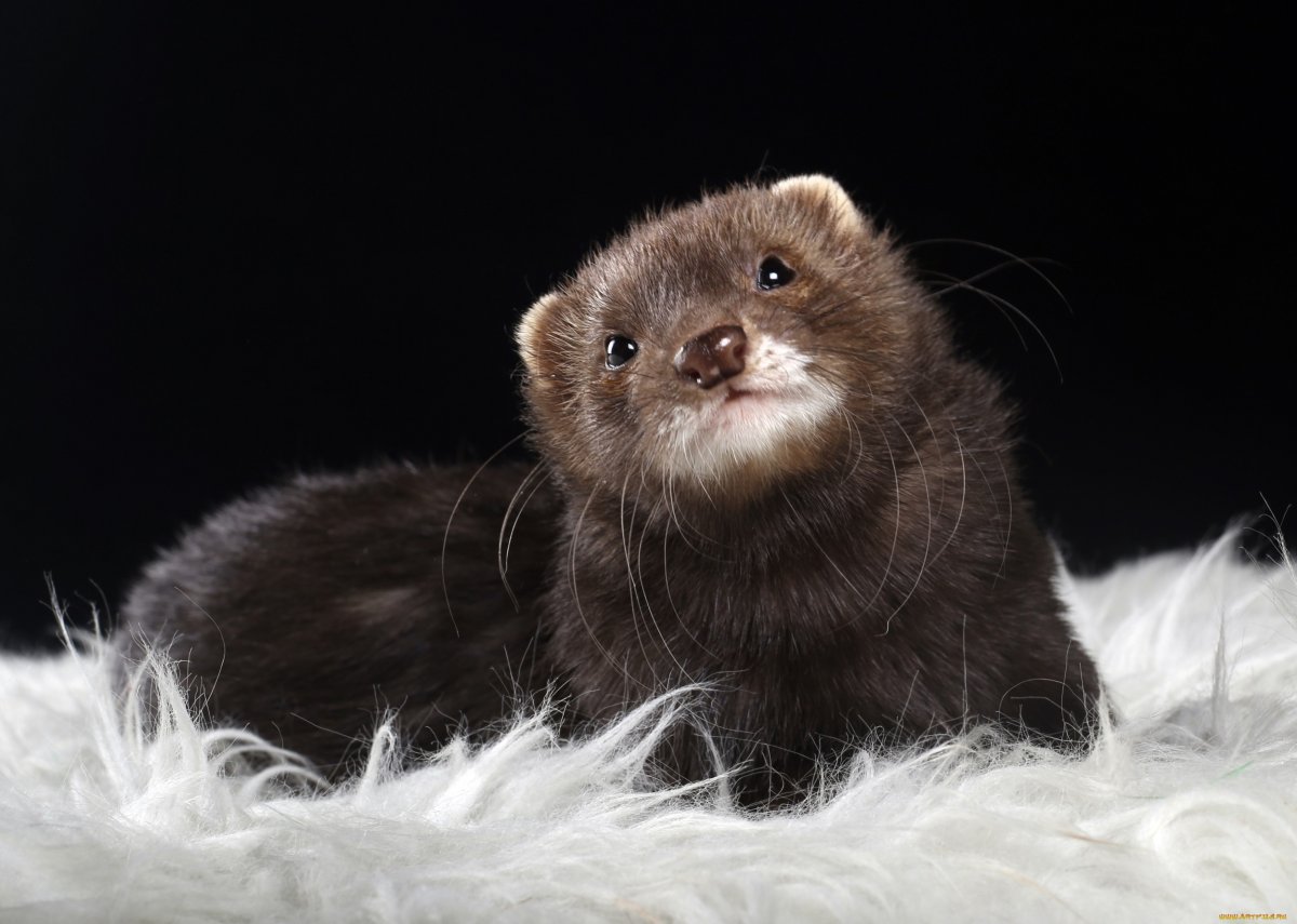 Соболь норка куница