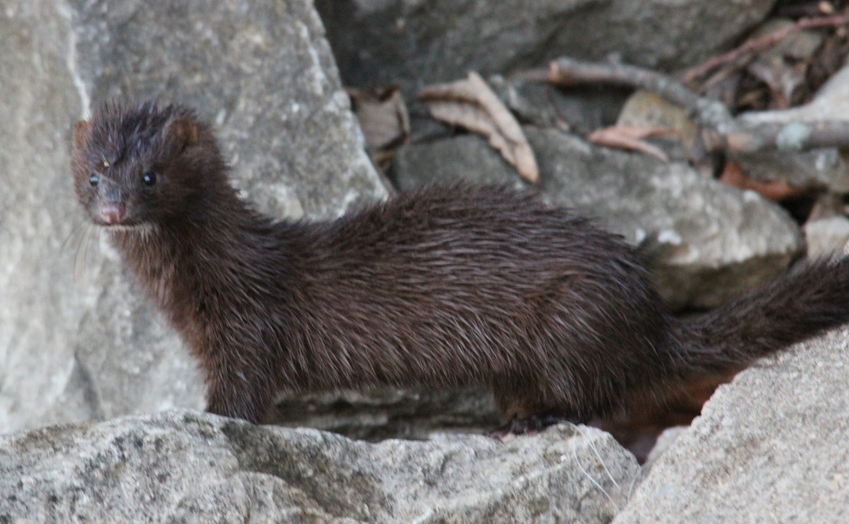 Амереканска норка «Паанаярви»