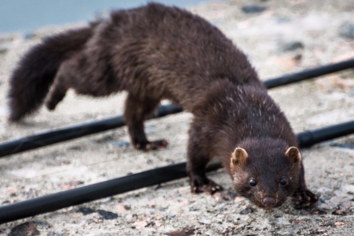 Животное похоже на норку