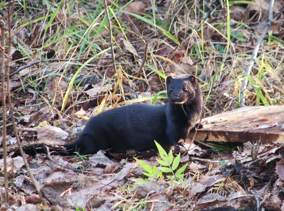 Нургушский заповедник Кировской области