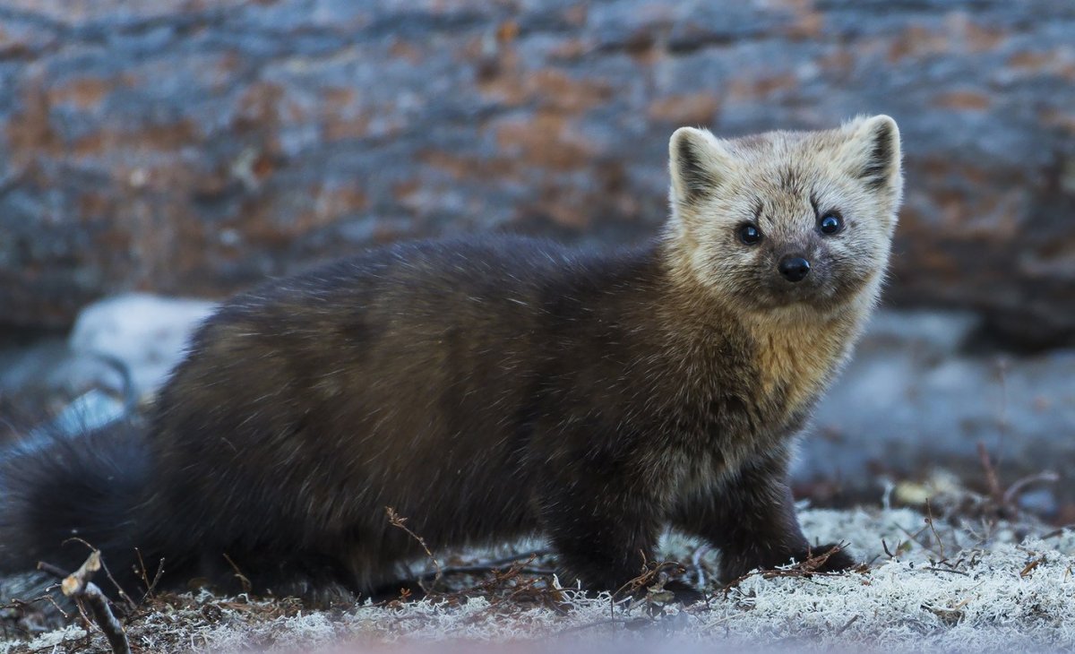 Соболь (зверек сем. Куньих)
