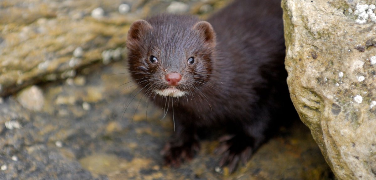 Американская норка животное