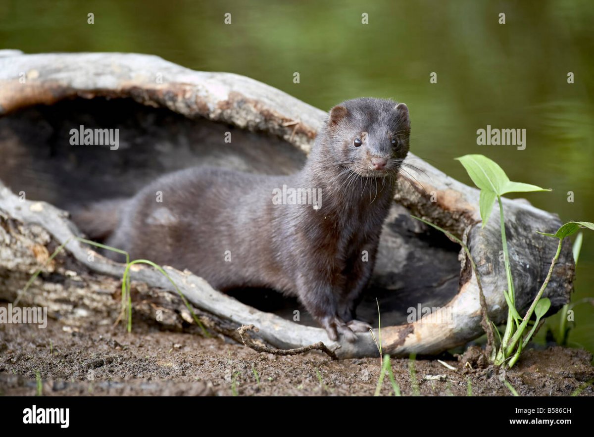 Американская норка (Mustela Vison)