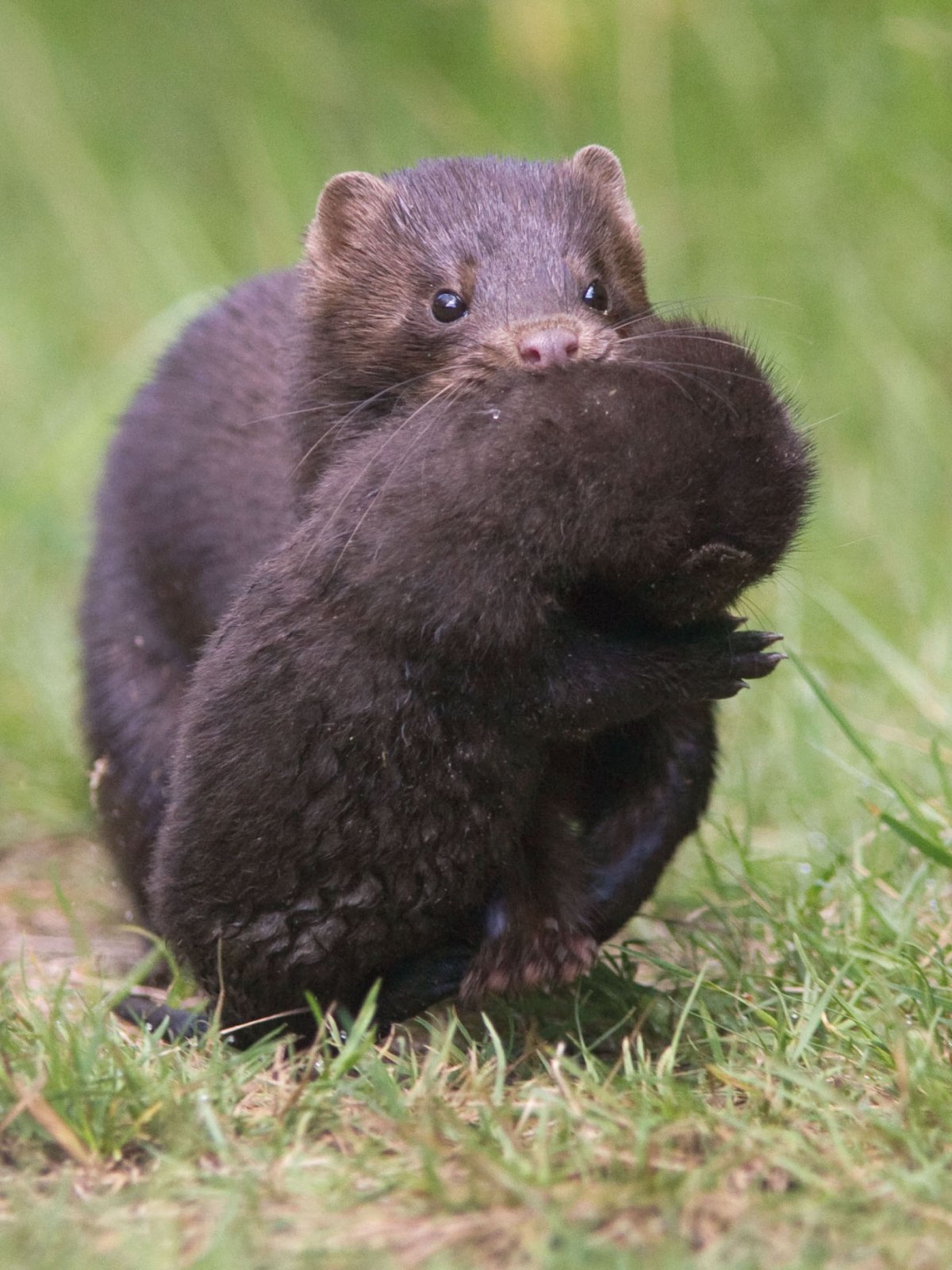 Американская норка детеныш