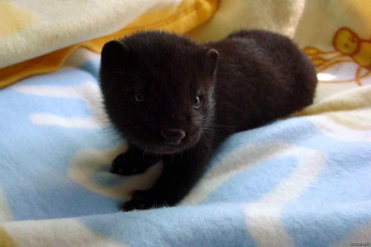 Норка зверек домашний