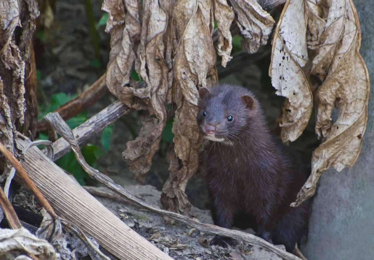 Американская голубая норка